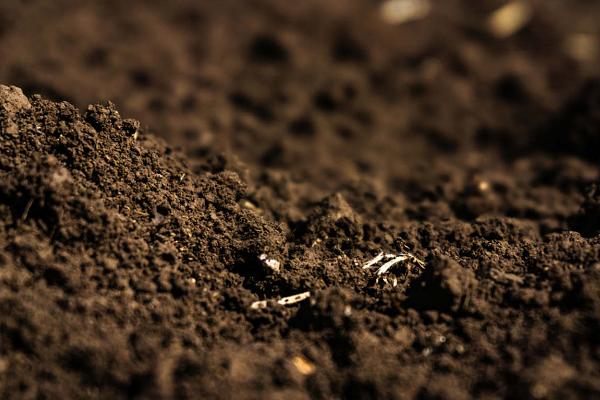 用什么土壤种植豌豆，使用疏松透气的土壤可提高产量