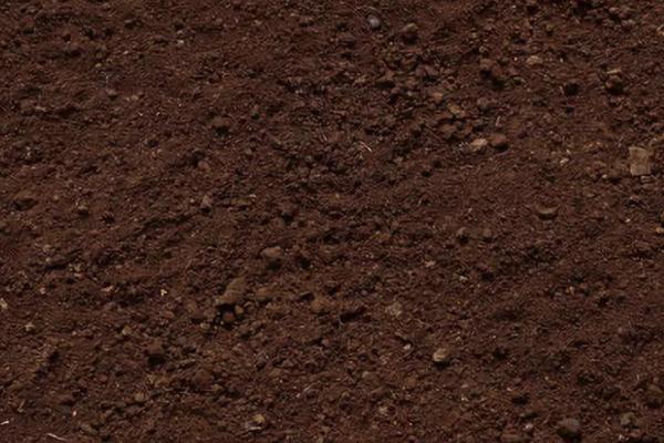 用什么土壤种植豌豆，使用疏松透气的土壤可提高产量