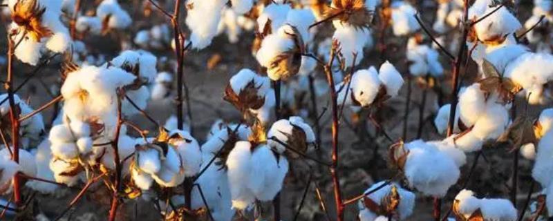 棉花施肥原则，重点是要掌握“轻、控、重”的方法