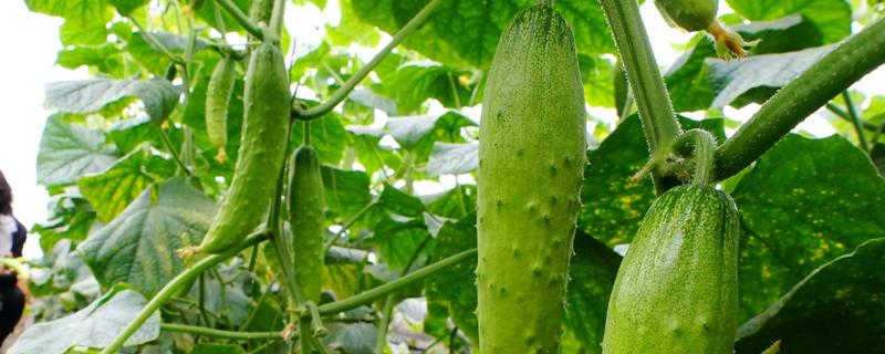 黄瓜幼苗期施什么肥，一般会施用一些复合性肥料