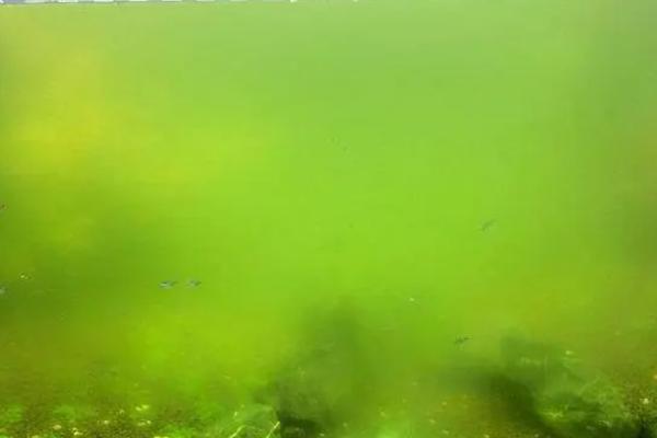 绿水能不能自动生出水蚤，一般无法自动生出