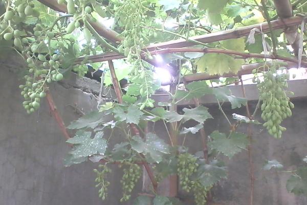 怎么在楼顶种葡萄，墙边可修建栽种池