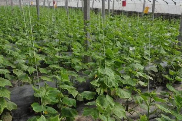 怎么防治黄瓜蔓枯病，合理密植可增强植株抗性