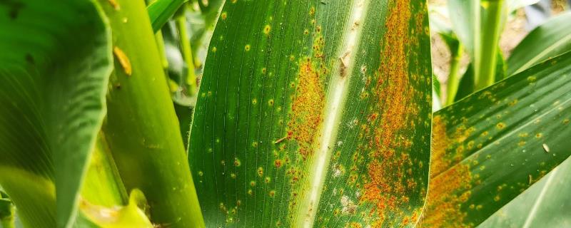 玉米锈病是什么，主要危害叶片