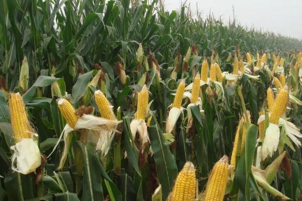 农大372玉米的特征特性，从出苗到成熟需要103天