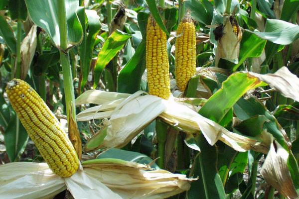 农大372玉米的特征特性，从出苗到成熟需要103天