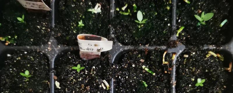 洋桔梗育苗移栽方法，种子出苗后可在4-6叶期定植