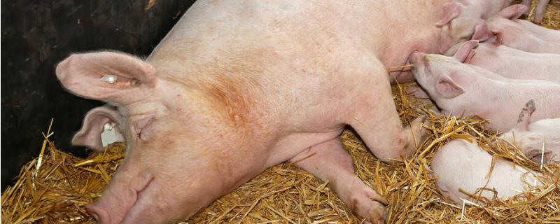 如何增加母猪的产仔数量，关键是要选择纯良的品种