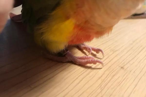 鹦鹉脚受伤如何处理，可先消毒再包扎