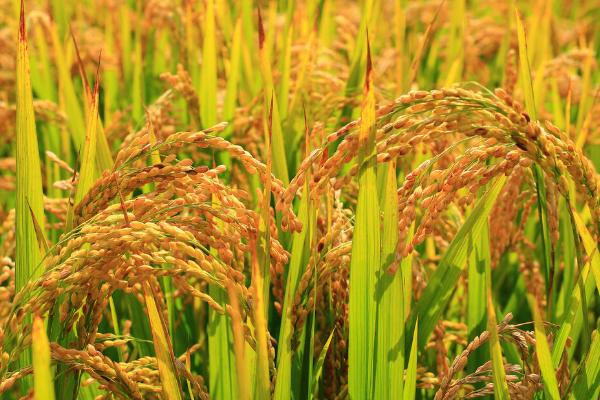 水稻胡麻叶斑病怎么防治，深耕改土可增强稻株的抗病性