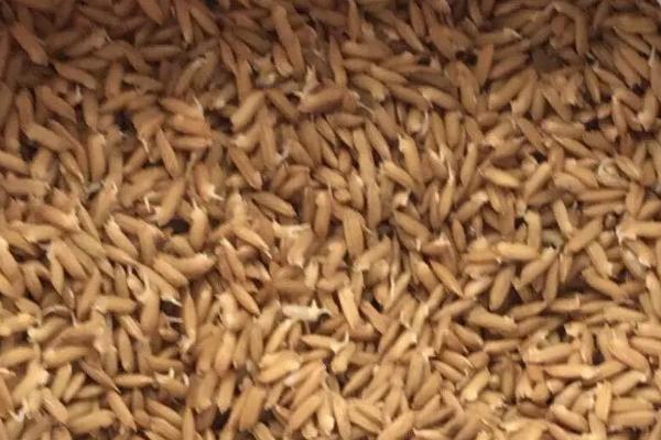 水稻胡麻叶斑病怎么防治，深耕改土可增强稻株的抗病性