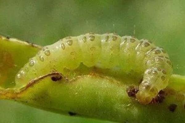 大豆出现豆荚螟的规律，幼虫会结茧越冬并再次为害