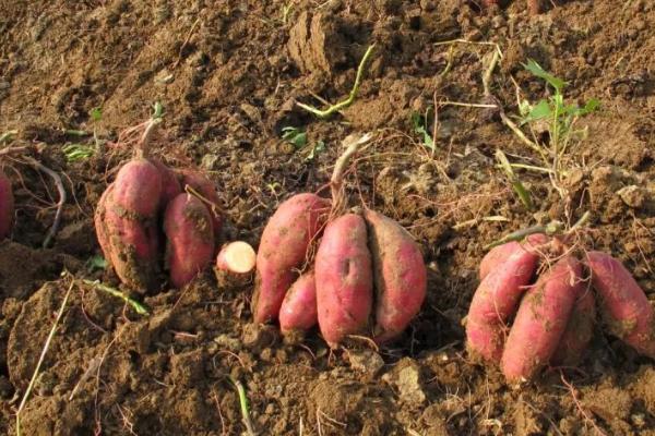 福建宁化甘薯新品种的产量，平均亩产量达到3000-4000公斤左右