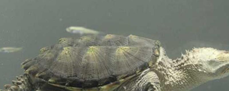 鳄龟腐皮的原因，受伤、水质差或温差大都会导致