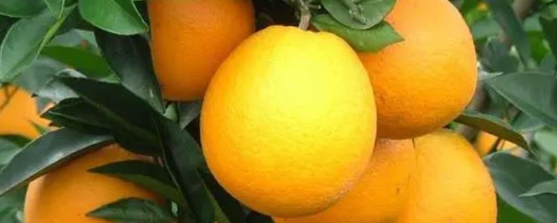 脐橙生长过程，会经历萌芽、生长、开花、成熟这4个阶段