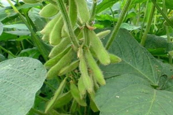 大豆的花荚为何会脱落，生长发育失调是根本原因