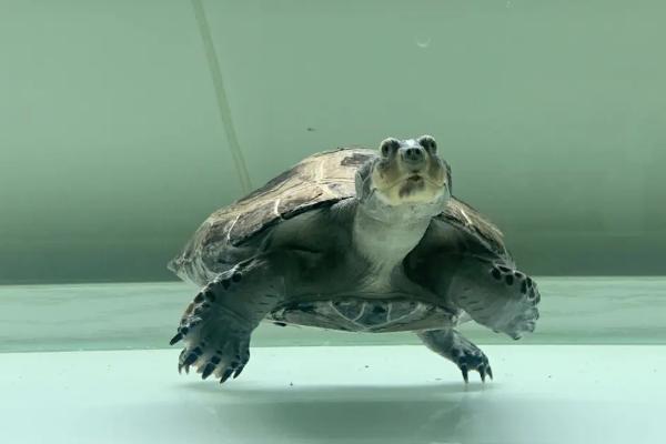 猪鼻龟是不是国家二级保护动物，野生猪鼻龟属于二级保护动物