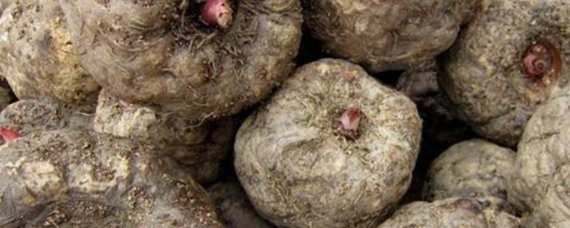 什么是魔芋，属于天南星科、魔芋族、魔芋种作物