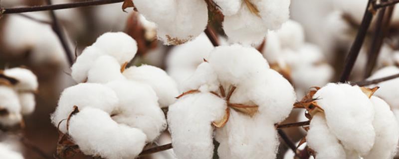 棉花的种植密度要考虑什么，实际密度取决于土壤肥力、棉花品种等因素