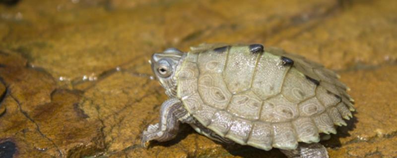 地图龟和草龟可以一起养吗，可以混养但需提供充足空间