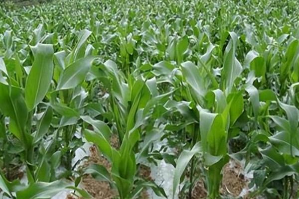 玉米追肥过量会怎样，肥料上多了反而减产了