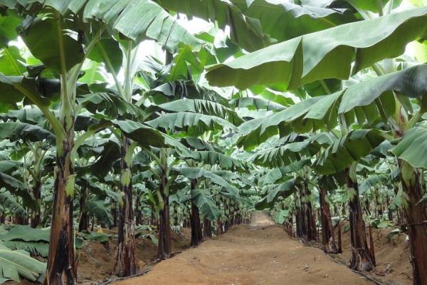 香蕉种植多久能结果，与栽培季节有关