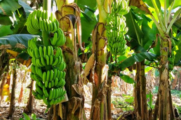 香蕉种植多久能结果，与栽培季节有关
