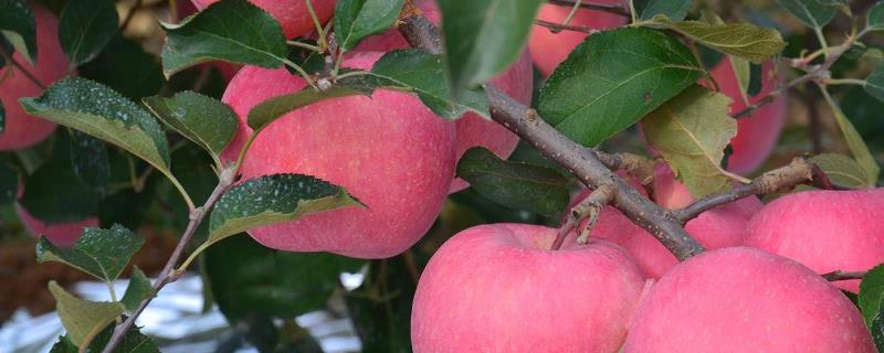 怎么改造苹果树的树形，树龄较大的果园可隔株间伐