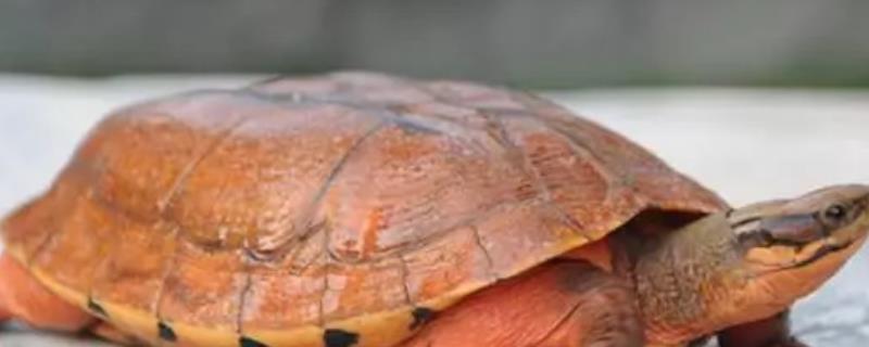 石金钱龟是金钱龟吗，名字相似但不是同一品种