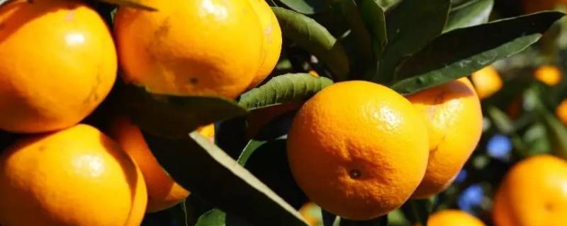 柑橘种子多久发芽，每天换水大约需要7天
