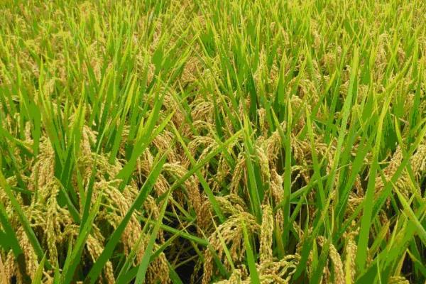 水稻烂秧的主要类型，分为生理性和传染性两类