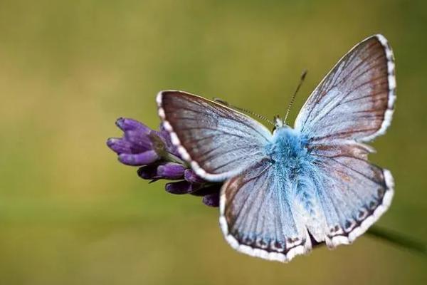 蝴蝶有何特点与生活方式，幼虫喜欢在缀叶中隐居