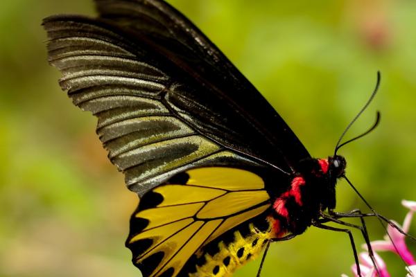 蝴蝶有何特点与生活方式，幼虫喜欢在缀叶中隐居