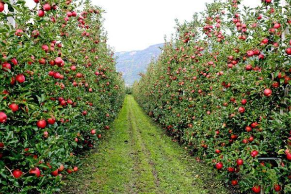 苹果树落花落果的原因，可能是花粉量不够导致的
