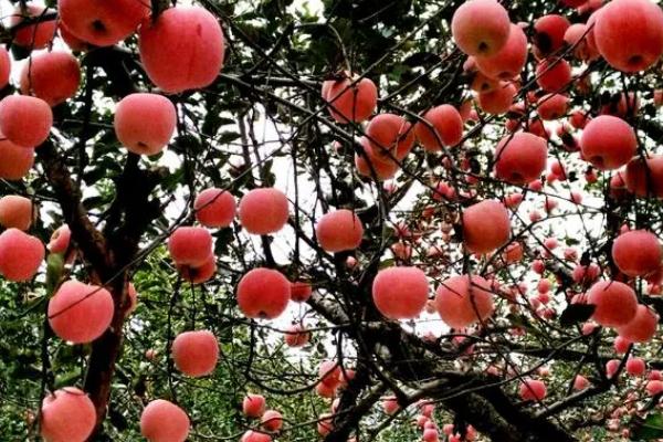 苹果树落花落果的原因，可能是花粉量不够导致的