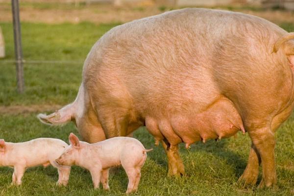 母猪一年可以生下几窝小猪，一年最多可产下3窝猪仔