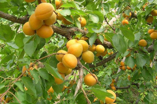杏出现裂果的原因，与品种和土壤都有关