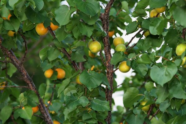 杏出现裂果的原因，与品种和土壤都有关