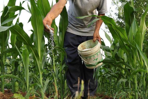 旱地玉米施肥原则与存在的问题，施用氮肥要注意分次数