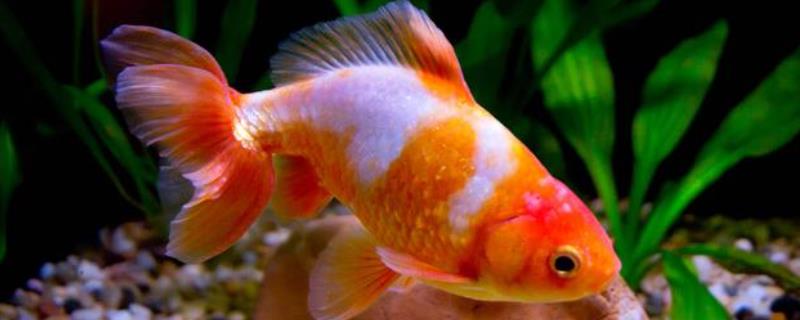 金鱼的繁殖方式，可自然交配或人工授精