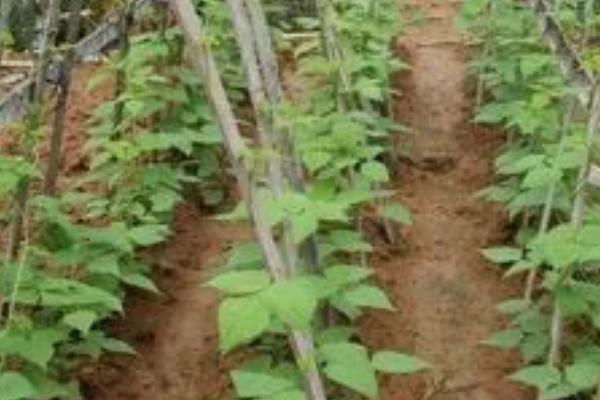 种植豆角的新方法，育苗移栽可促进生殖生长
