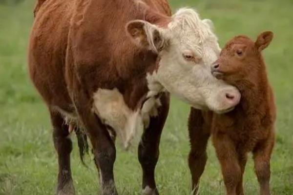 母牛294天不下有危险吗，如果体内有异物流出要及时求助兽医