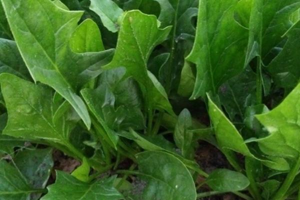 叶菜类蔬菜的施肥技术，因菜类施肥