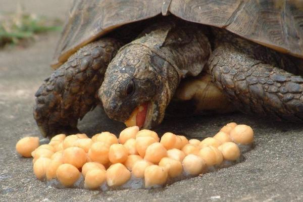 乌龟吃不吃白菜，食物包括白菜、水草、水果等种类