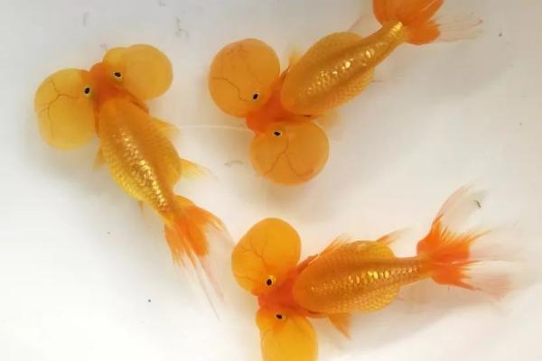 金鱼为何一直在水底不动，可能是水温突变等原因所导致