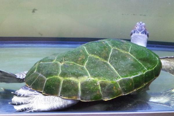 黄头侧颈龟能不能干养，属于水生龟类不能干养