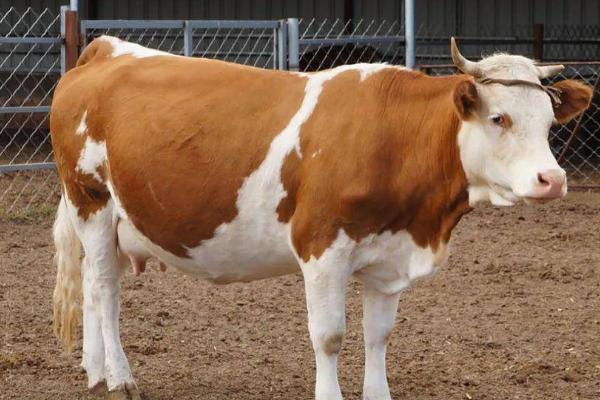 300斤的牛是几个月大，5-6个月即可长至300斤