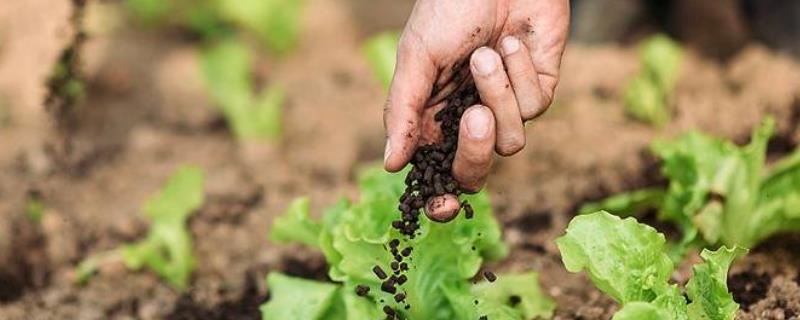 微生物肥料有何特点及作用，可促进作物吸收营养元素、提高产量和品质
