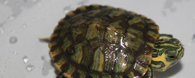黄耳龟可以深水养吗，可以深水养但也不能太深
