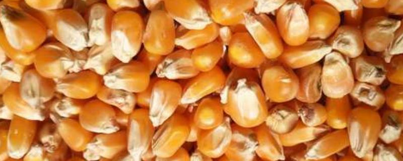玉米种子的越夏储藏技术，做到定期检查